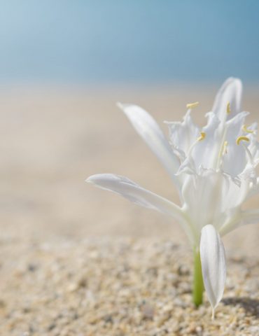 Lily,Pinned,On,Sand,At,The,Beach.,Blurred,Blue,Sea